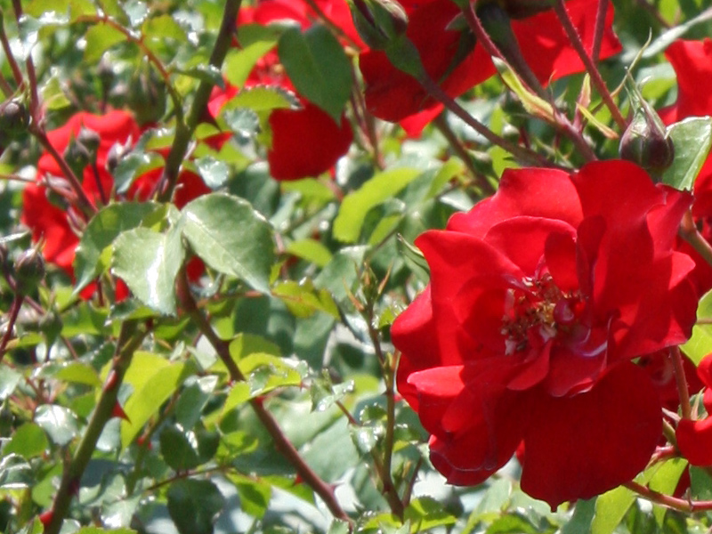 Gardenflora Trio: piante grasse giardinaggio piante e fiori da giardino